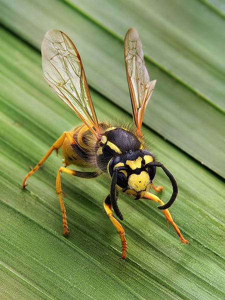 wesp 'vespula germanica'